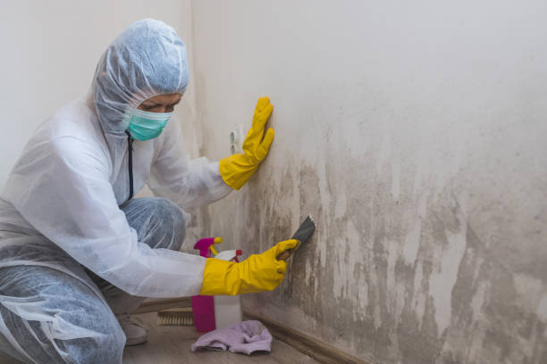 Best Emergency Mold Removal  in Stonewall, MS