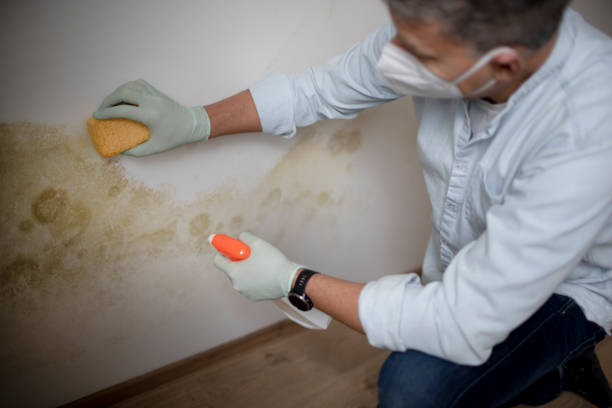 Best Mold Damage Repair  in Stonewall, MS