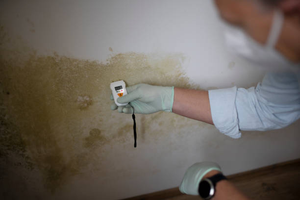Best Mold Removal and Inspection  in Stonewall, MS