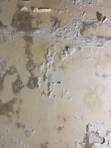 Professional Mold Removal in Stonewall, MS