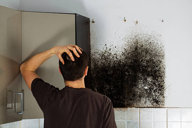 Best Commercial Mold Removal  in Stonewall, MS